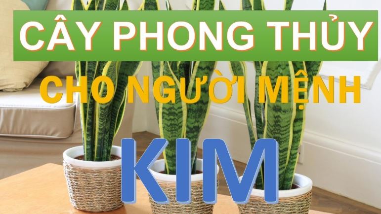 Phong Thủy Cho Người Mệnh Kim - Cẩm Nang Phong Thủy Mệnh Kim A-Z - Lyn'n Phong Thủy Tại Tâm