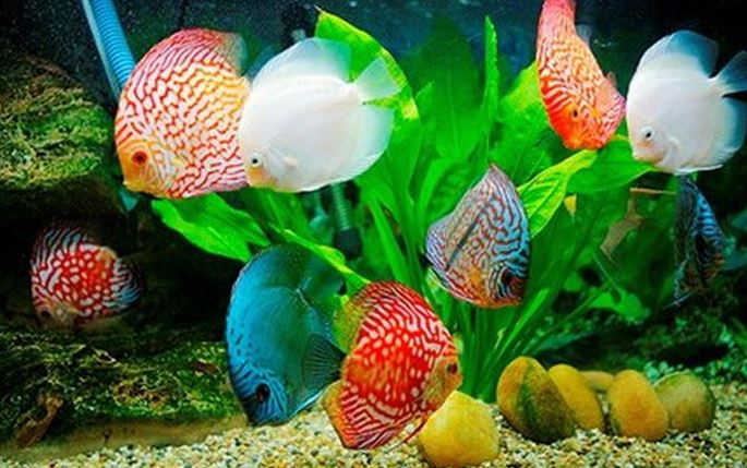 Phong Thủy Cho Người Mệnh Kim - Cẩm Nang Phong Thủy Mệnh Kim A-Z - Lyn'n Phong Thủy Tại Tâm