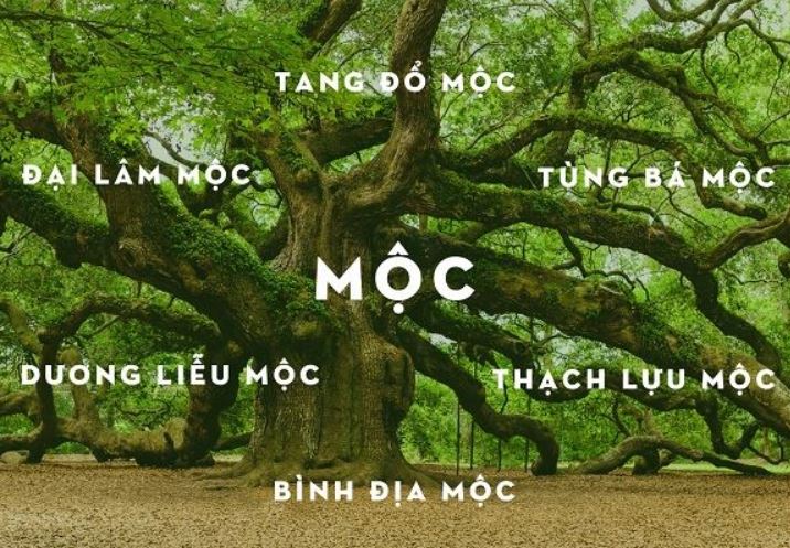 Phong Thủy Cho Người Mệnh Mộc - Cẩm Nang Phong Thủy Mệnh Mộc A-Z - Lyn'n Phong Thủy Tại Tâm