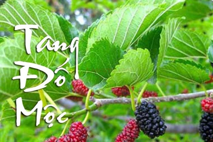 Phong Thủy Cho Người Mệnh Mộc - Cẩm Nang Phong Thủy Mệnh Mộc A-Z - Lyn'n Phong Thủy Tại Tâm