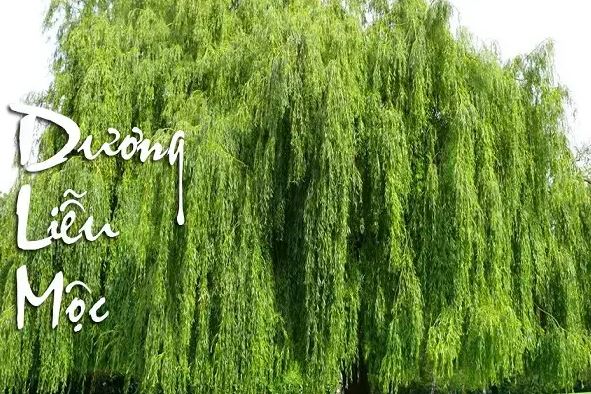 Phong Thủy Cho Người Mệnh Mộc - Cẩm Nang Phong Thủy Mệnh Mộc A-Z - Lyn'n Phong Thủy Tại Tâm