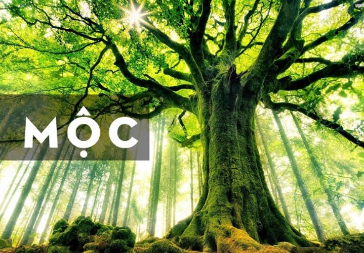 Phong Thủy Cho Người Mệnh Mộc - Cẩm Nang Phong Thủy Mệnh Mộc A-Z - Lyn'n Phong Thủy Tại Tâm