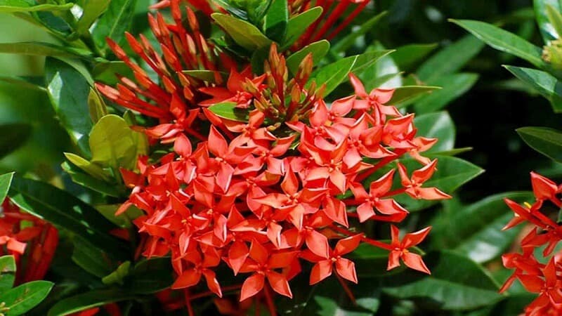 Ý nghĩa phong thủy của cây bông là gì?