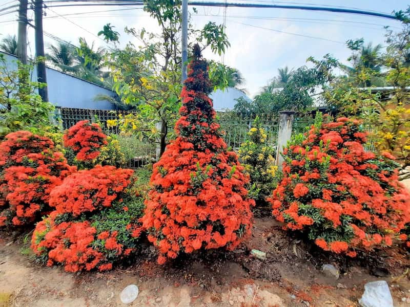 Ý nghĩa phong thủy của cây bông là gì?