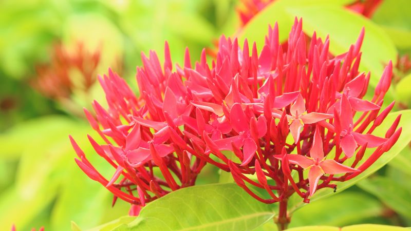 Tác dụng của cây bông Tác dụng của cây bông trang