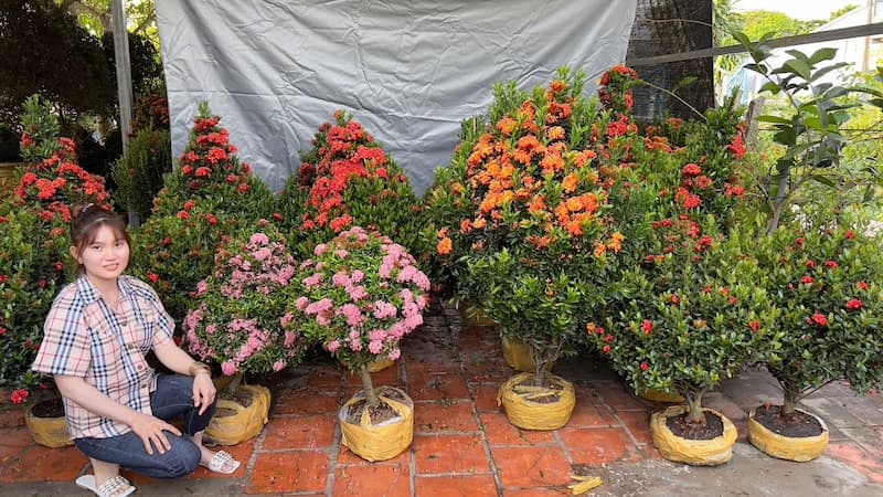 Ý nghĩa phong thủy của cây bông là gì?