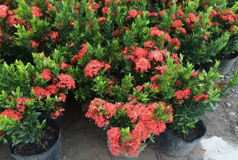 Ý nghĩa phong thủy của cây bông là gì?