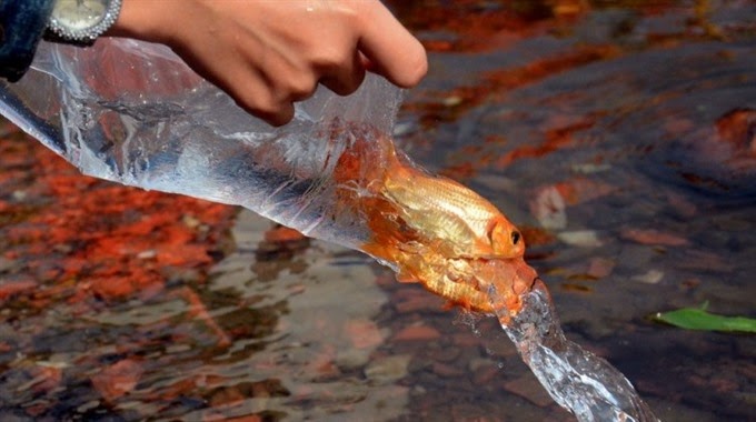 10+ Cách Hoá Giải Vận Xui Đơn Giản, Mang Lại May Mắn