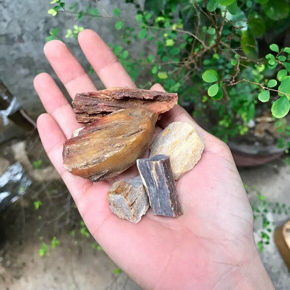 Gỗ Hóa Thạch Là Gì? Cách Nhận Biết Gỗ Hóa Thạch