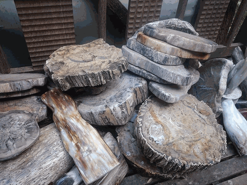 Gỗ Hóa Thạch Là Gì? Cách Nhận Biết Gỗ Hóa Thạch