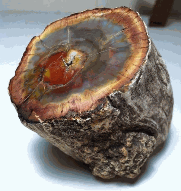 Gỗ Hóa Thạch Là Gì? Cách Nhận Biết Gỗ Hóa Thạch