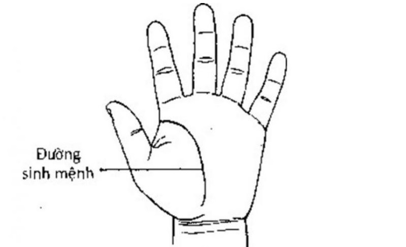 Cách đọc đường sinh mệnh để dự đoán thành công trong công việc