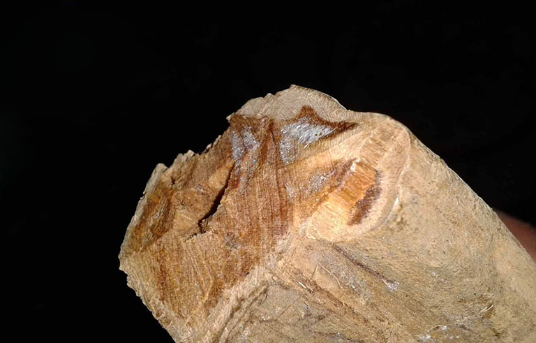 Vòng tay gỗ Hoàng Đan có những lợi ích gì? Vòng Gỗ Hoàng Đàn Có Tác Dụng Gì? Hợp Mệnh Gì? Mua Ở Đâu