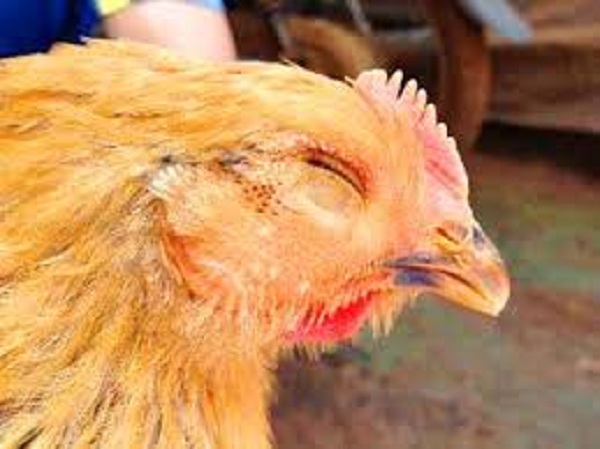 Hướng xử lý bệnh ILT trên gà đúng quy trình theo từng bước