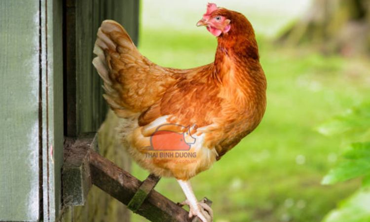 Gà mái dầu là gà gì? Thông tin về nguồn gốc và giá bán