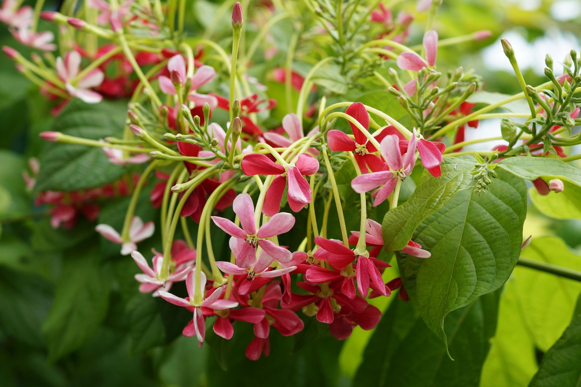 Sự biến đổi màu sắc của Hoa Thiên Hương