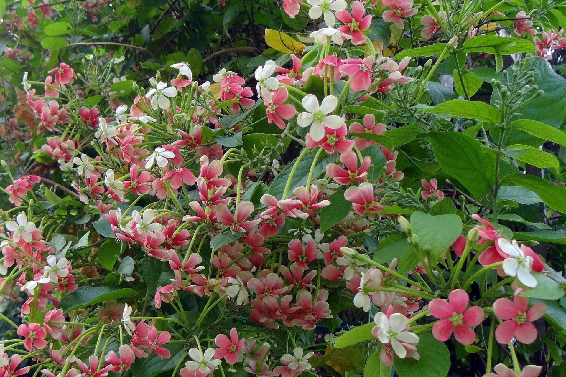 Ý Nghĩa Tinh Thần và Phong Thủy của Hoa Thiên Hương