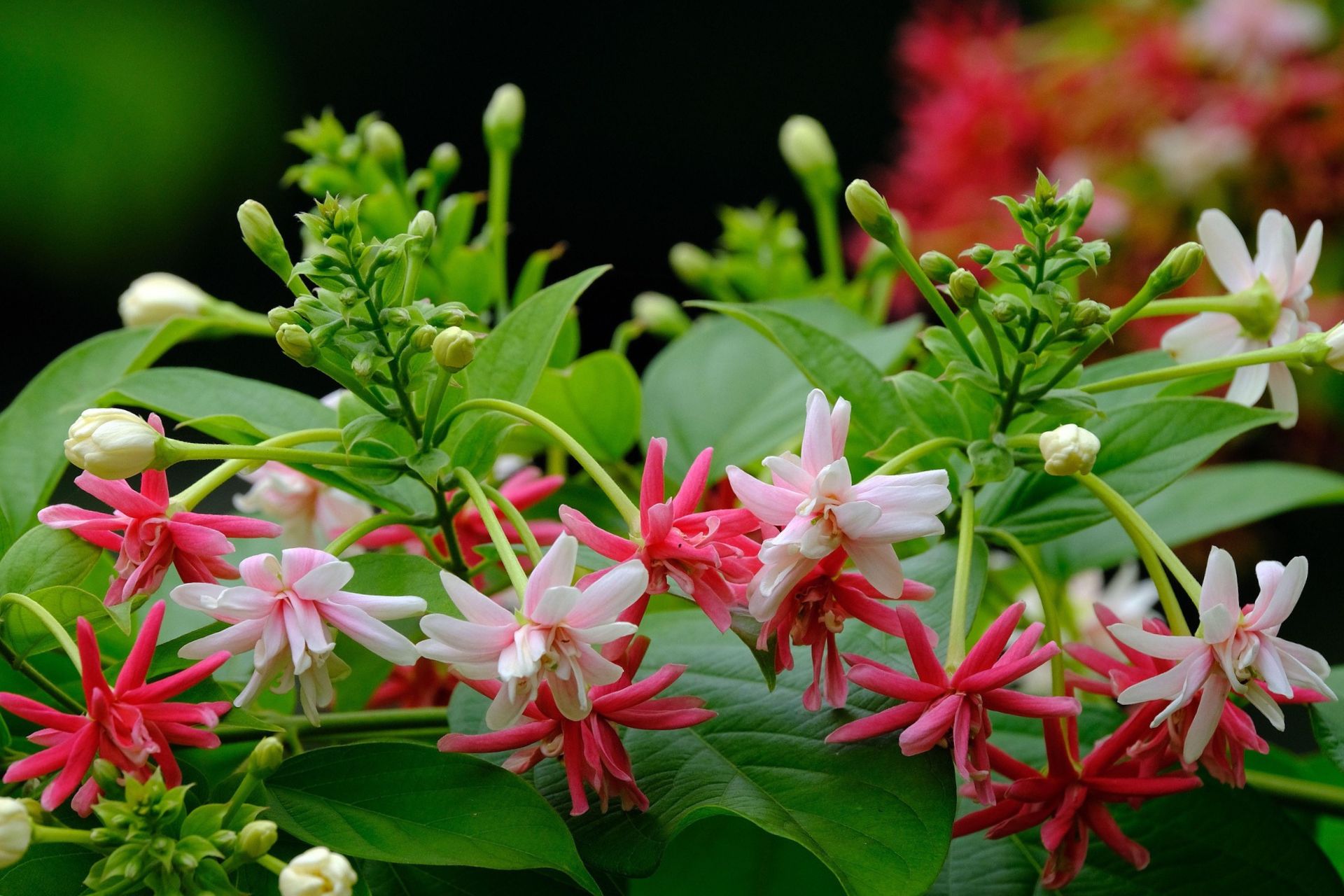 Ý Nghĩa Của Hoa Thiên Hương