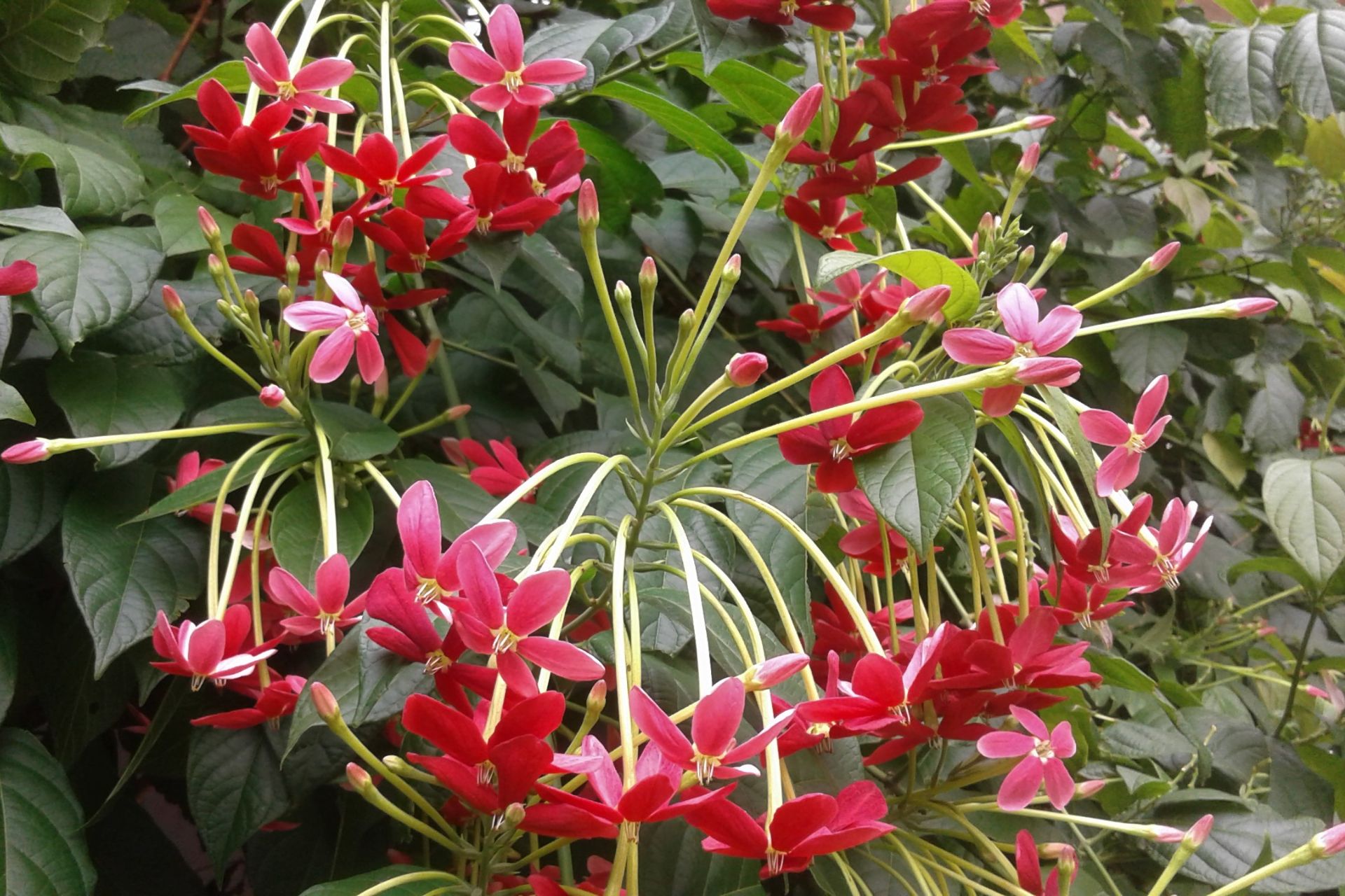 Ý Nghĩa Của Hoa Thiên Hương