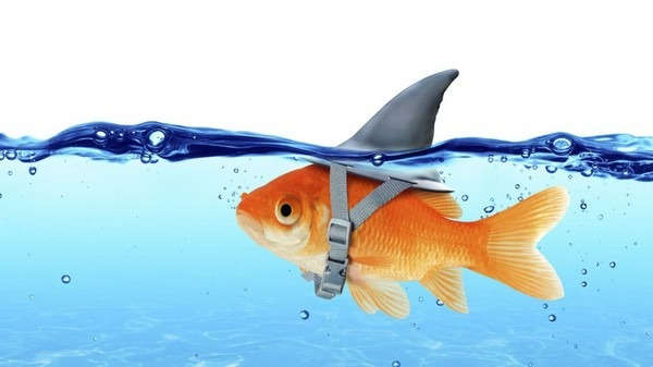 Dấu hiệu nhận biết Fish và cách xử lý khi gặp Fish trong Poker