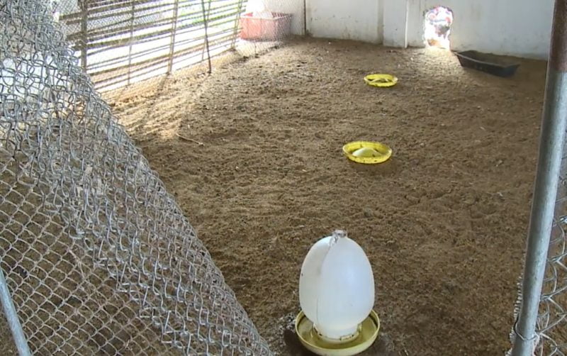 Kỹ thuật nuôi GÀ HỒ thương phẩm và GÀ HỒ sinh sản