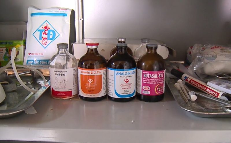 Kỹ thuật nuôi GÀ HỒ thương phẩm và GÀ HỒ sinh sản