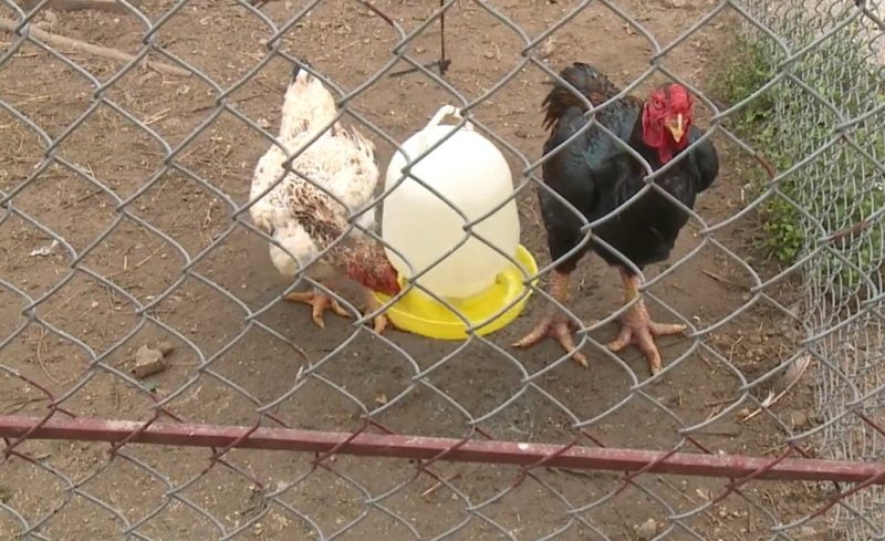 Kỹ thuật nuôi GÀ HỒ thương phẩm và GÀ HỒ sinh sản