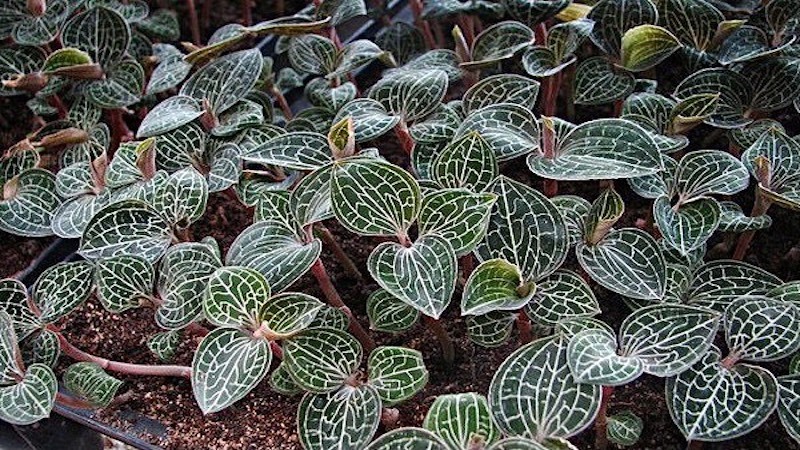 Nhóm địa lan cổ điển