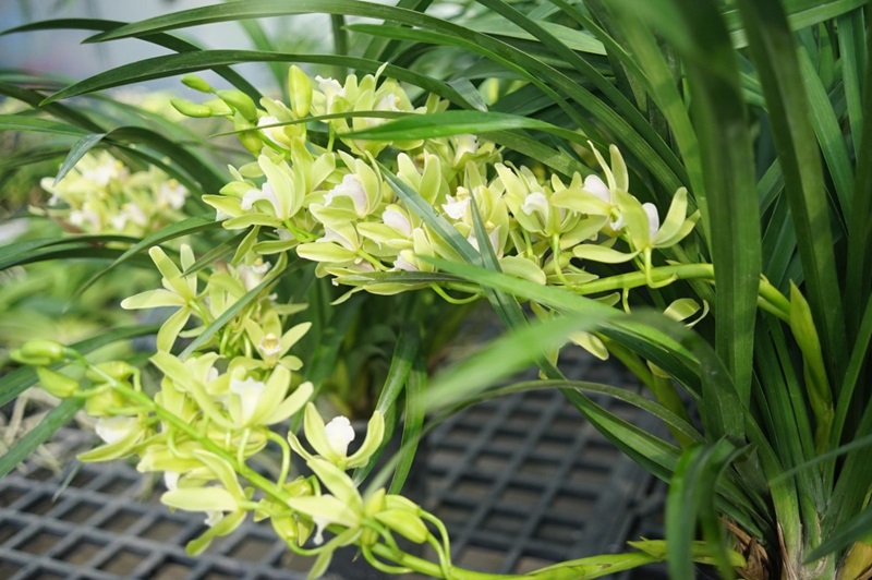 Ứng dụng hoa địa lan