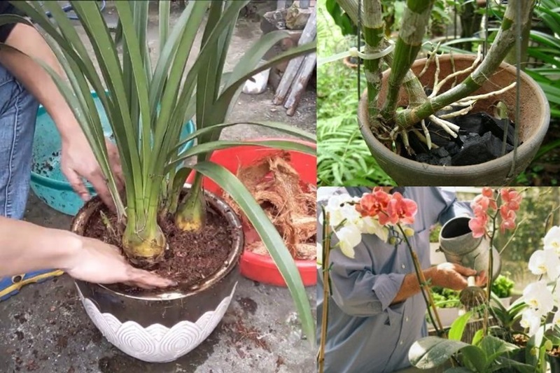 Cách trồng cây địa lan