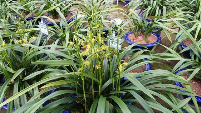 Cách chăm sóc hoa địa lan