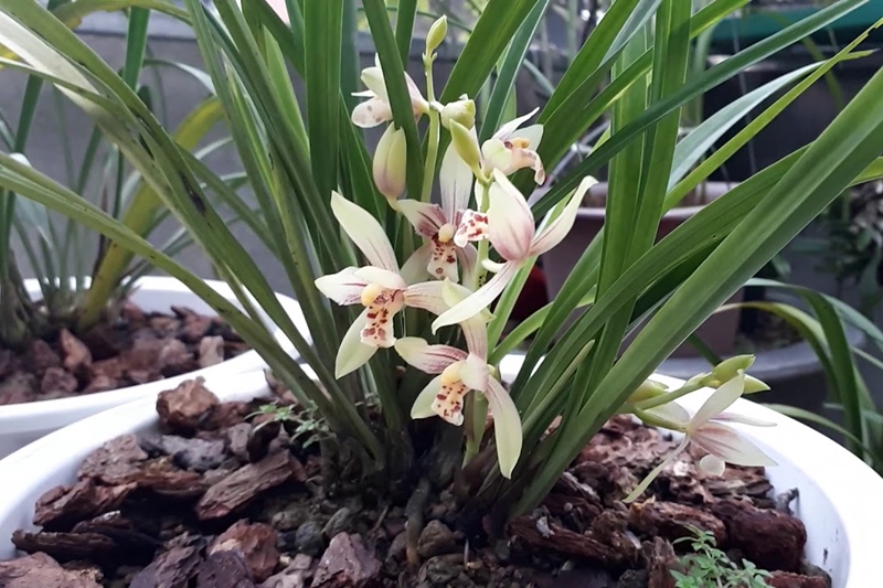 Ý nghĩa hoa địa lan