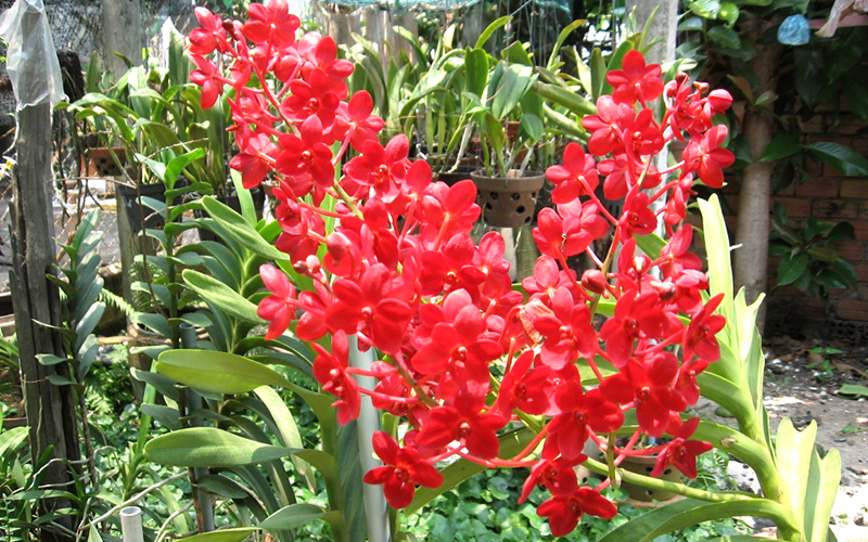 Hoa địa lan đỏ