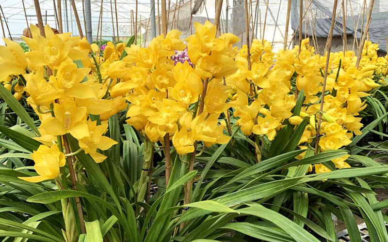 Hoa địa lan vàng