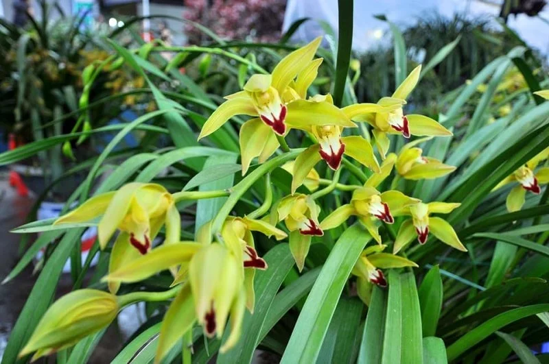 Đặc điểm sinh học hoa địa lan