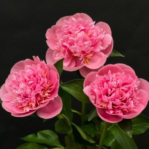 Mẫu Đơn (Peony): Nguồn gốc, đặc điểm và ý nghĩa