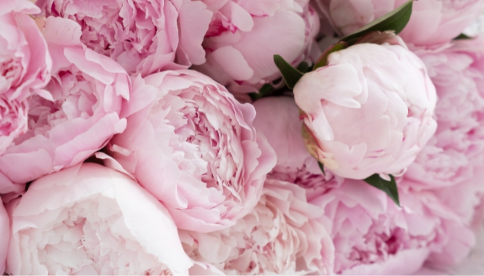 Ý Nghĩa Hoa Mẫu Đơn Theo Từng Màu Sắc Hoa